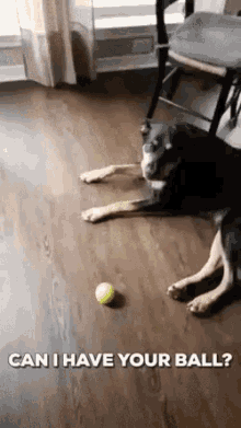 dog can i have your ball