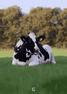 Cow Funny GIF - Cow Funny Boy GIFs