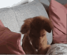 Kiwi Puppy GIF - Kiwi Puppy Dog GIFs