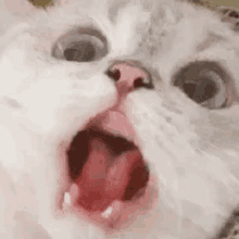 Cat Scared GIF - Cat Scared Reaction GIFs