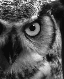 Birdy Owl GIF - Birdy Owl Hoot GIFs