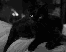 catblack blackcat