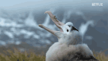 Albatross Chick Hungry GIF - Albatross Chick Hungry The Island Of South Georgia GIFs