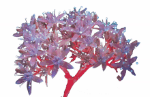 flowers gif art nature bloom for you flowers gif art nature bloom for you