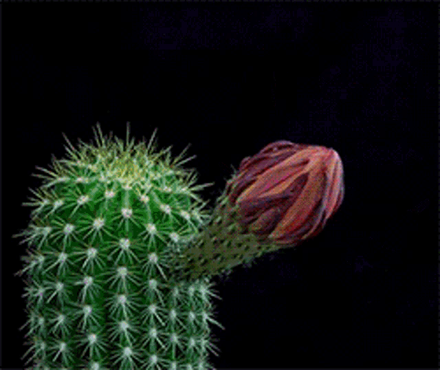 desert-flower-blooming-cactus.gif