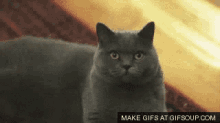 Stern Cat GIF - Stern Cat Meanlook GIFs
