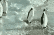 Lol Penguin GIF - Lol Penguin Slap GIFs
