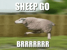 Go Brrr Sheep GIF - Go Brrr Sheep Sheep Go Brrrr GIFs
