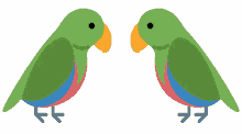 parrot kiss bird