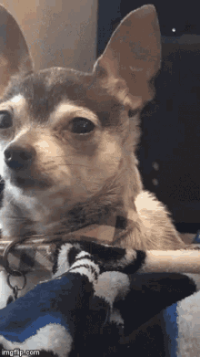 Funny Animals Dogs GIF - Funny Animals Dogs Stare GIFs