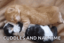 Cuddles Cute GIF - Cuddles Cute Animals GIFs