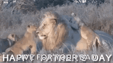 Lions Dad GIF - Lions Dad Fathers Day GIFs