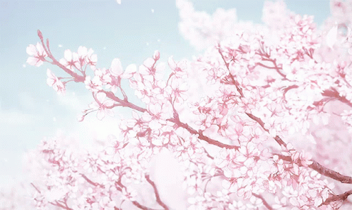 Cherry Blossom Anime GIF - Cherry Blossom Anime Petals - Descubre