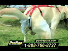 Poop Dog GIF - Poop Dog GIFs