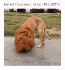 Cute Dog GIF - Cute Dog Lion King GIFs