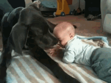 animals babies dog big kisses
