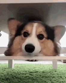 Corgi Dog GIF - Corgi Dog Cute GIFs