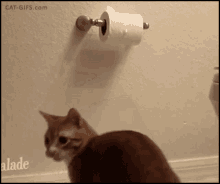 Cat Funny As Hell GIF - Cat Funny As Hell Playing With Toilet Paper GIFs