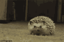 Shy Hedgehog GIF - Shy Hedgehog GIFs