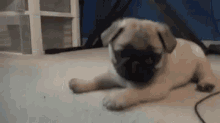 Puppy Happy GIF - Puppy Happy Excited GIFs