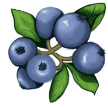 blue trump blueberry