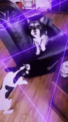 Puppies Play GIF - Puppies Play Snapchat GIFs