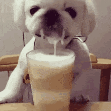 Dog Dog Having Milk Shake GIF - Dog Dog Having Milk Shake Yummy GIFs