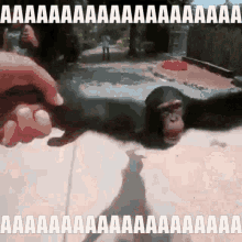 Aaaa Monkey GIF - Aaaa Monkey Spinning GIFs