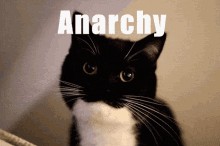 Cat Anarchy GIF - Cat Anarchy Cute GIFs