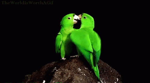 Poljubite osobu iznad - Page 30 Parrot-kissing