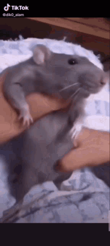 Rat Cute Rat GIF - Rat Cute Rat GIFs