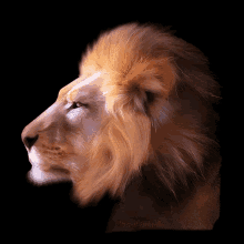 Leo Lion GIF - Leo Lion Face GIFs