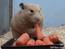 Hungry GIF - Hamster Hungry Stuffing GIFs