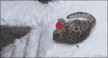 yay snow snow leopard happy play