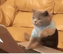 Cats Chat GIF - Cats Chat GIFs