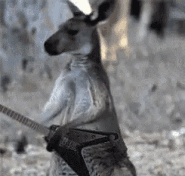 happy-australia-day-kangaroo.gif