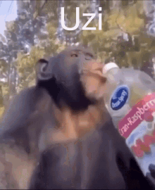 Uzi Monkey GIF - Uzi Monkey GIFs