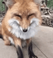Volpe La GIF - Volpe La Fox GIFs
