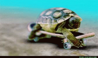 Skateboard Turtle GIF - Skateboard Turtle GIFs