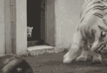 boo scared tiger cute animals boo scared tiger cute animals