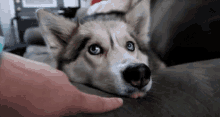 Gone To The Snow Dogs Boop GIF - Gone To The Snow Dogs Boop Boop The Snoot GIFs