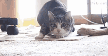 ダンス　猫　ねこ　ネコ GIF - Cat Cute Cat Dancing GIFs