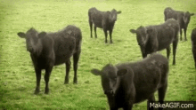 Cows Cow Cow Cow GIF - Cows Cow Cow Cow Cow Dance GIFs