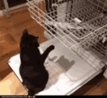 Cat Playing With Dishwasher GIF - Dishwasher Cat Funny Cat GIFs