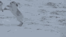 Mountain Hares Have A Surprising Reason For Fighting National Geographic GIF - Mountain Hares Have A Surprising Reason For Fighting National Geographic Boxing Match Watch Female Hare Punch Her Suitors GIFs