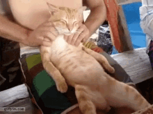 Massage Cat GIF - Massage Cat Relax GIFs