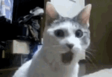 Omg Gasp GIF - Omg Gasp Cat GIFs