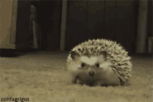Hedge GIFs | Tenor