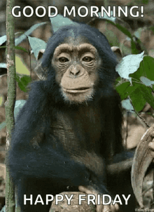 Monkey Eating GIF - Monkey Eating Chewing GIFs