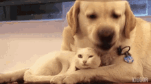 Dogs Cats GIF - Dogs Cats GIFs